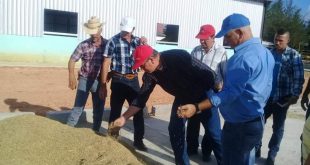 SUR DEL JÍBARO, arroz, Agricultura