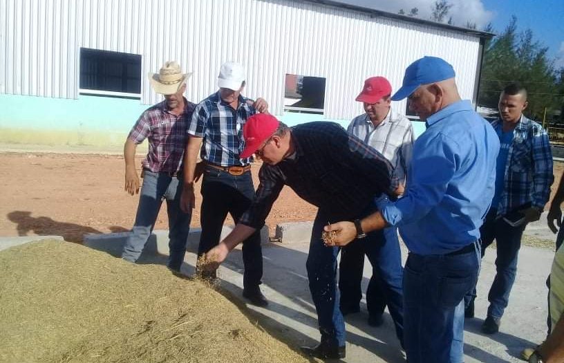 SUR DEL JÍBARO, arroz, Agricultura