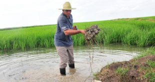 Sur del Jíbaro, presa Zaza, sequía, arroz