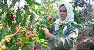 sancti spiritus, cafe, cosecha cafetalera, economia espirituana