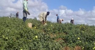 sancti spiritus, economia espirituana, produccion de alimentos, triunfo de la revolucion, ctc, central de trabajadores de cuba