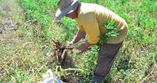 sancti spiritus, economia espirituana, agricultura, produccion de alimentos, produccion agropecuaria, buro provincial del pcc