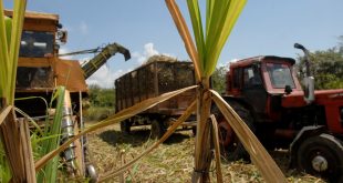 sancti spiritus, zafra azucarera, azcuba, jovenes, ujc