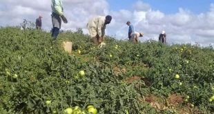 sancti spiritus, economia espirituana, agricultura, exportaciones