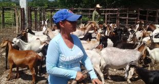 cabaiguan, cpa, campesinos, ganado vacuno, cooperativa de produccion agropecuaria