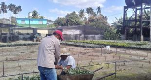 fomento, frutas, produccion de frutas