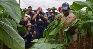 cuba, festival del habano, tabaco