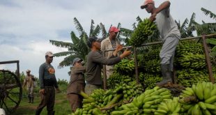 sancti spiritus, XI congreso de la ujc, union de jovenes comunistas, produccion de alimentos