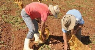 cuba, alimentos, minag, agricultura, distribucion de papa