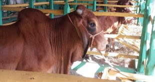 sancti spiritus, inseminacion artificial, ganado racial, flora y fauna