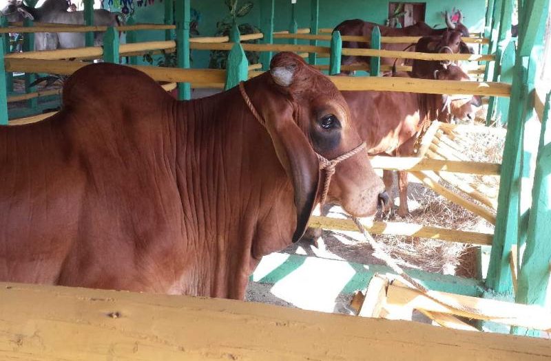 sancti spiritus, inseminacion artificial, ganado racial, flora y fauna