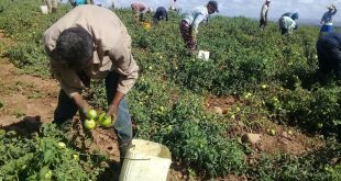 pRODUCCIÓN AGROPECUARIA, ALIMENTOS, aNAP