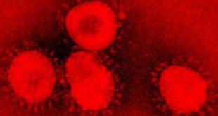 imagen microscópica de coronavirus