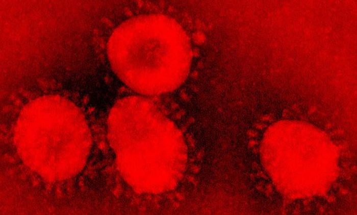 imagen microscópica de coronavirus