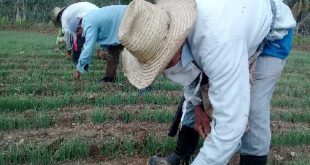 sancti spiritus, agricultura, banao, produccion de alimentos, coronavirus, covid-19