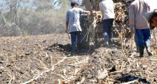 Azcuba, Siembra, caña, Sancti Spíritus