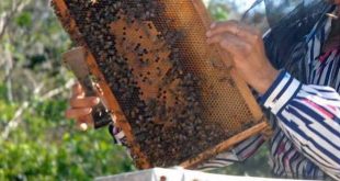 sancti spiritus, apicultura, produccion de mil, sustitucion de importaciones, miel de abeja, covid-19