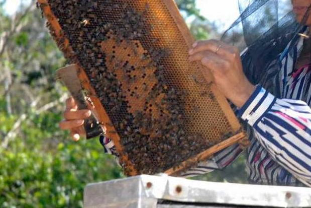 sancti spiritus, apicultura, produccion de mil, sustitucion de importaciones, miel de abeja, covid-19