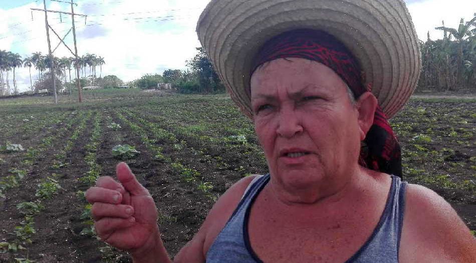 sancti spiritus, produccion de alimentos, covid-19, coronavirus, heroina del trabajo de la republica de cuba