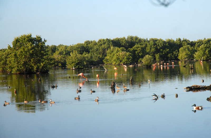 sancti spiritus, dia mundial del medio ambiente, medio ambiente, biodiversidad, cambio climatico