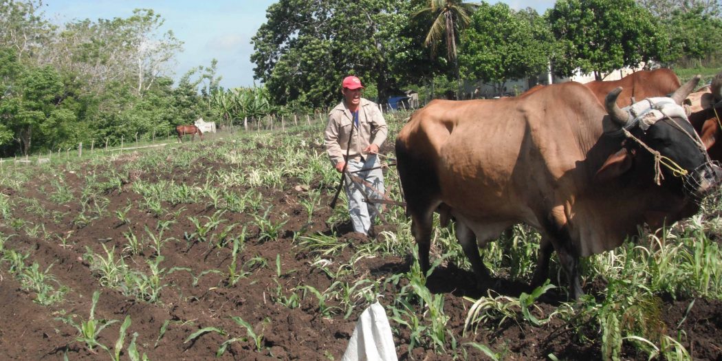 Agricultura, alimentos, Sancti Spíritus, pos Covid-19