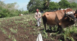 Agricultura, alimentos, Sancti Spíritus, pos Covid-19