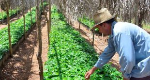 sancti spiritus, cafe, cosecha cafetalera, agricultura sancti spiritus