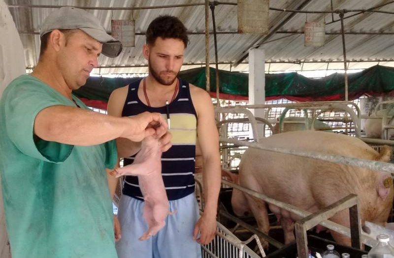 cabaiguan, porcino, genetica porcina, economia