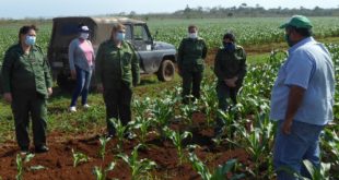 sancti spiritus, produccion de alimentos, recuperacion post covid-19 en cuba, covid-19, coronavirus, economia cubana