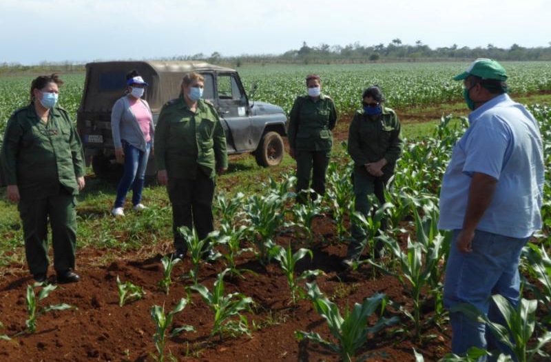 sancti spiritus, produccion de alimentos, recuperacion post covid-19 en cuba, covid-19, coronavirus, economia cubana