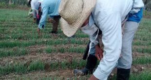 BANDEC, créditos, producción de alimentos, Sancti Spíritus