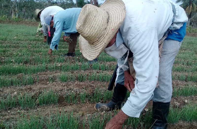 BANDEC, créditos, producción de alimentos, Sancti Spíritus