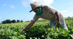 sancti spiritus, agricultura urbana