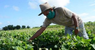 sancti spiritus, agricultura urbana, agricultura sancti spiritus