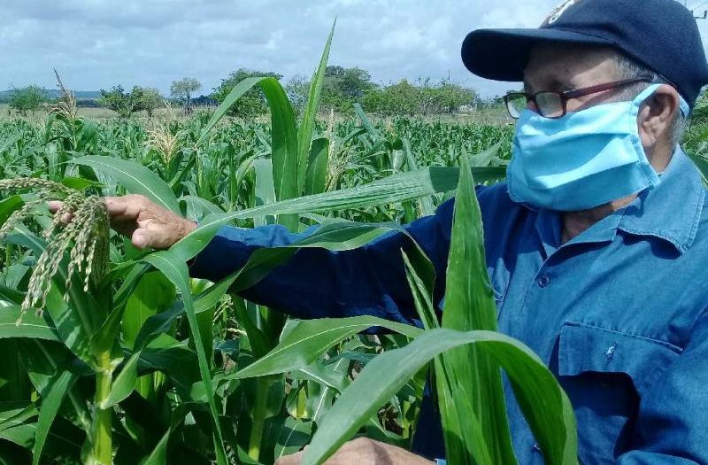 sancti spiritus, agricultura, semillas, agricultura sancti spiritus, produccion de alimentos