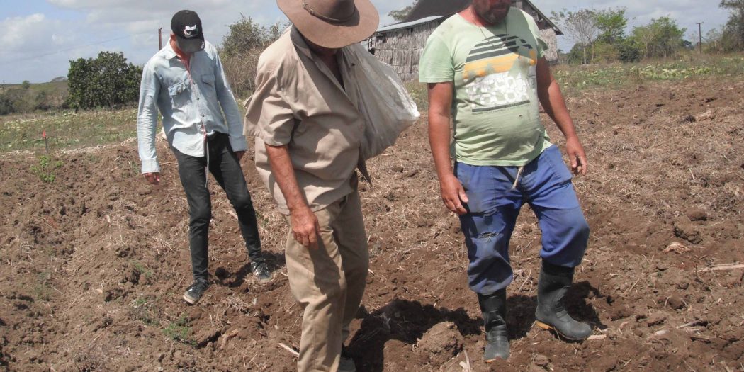 Agricultura, Recuperación, pos COVID-19