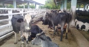 Managuaco, ganadería, alimentos