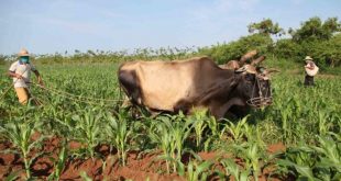 cuba, economia cubana, medidas economicas, produccion de alimentos