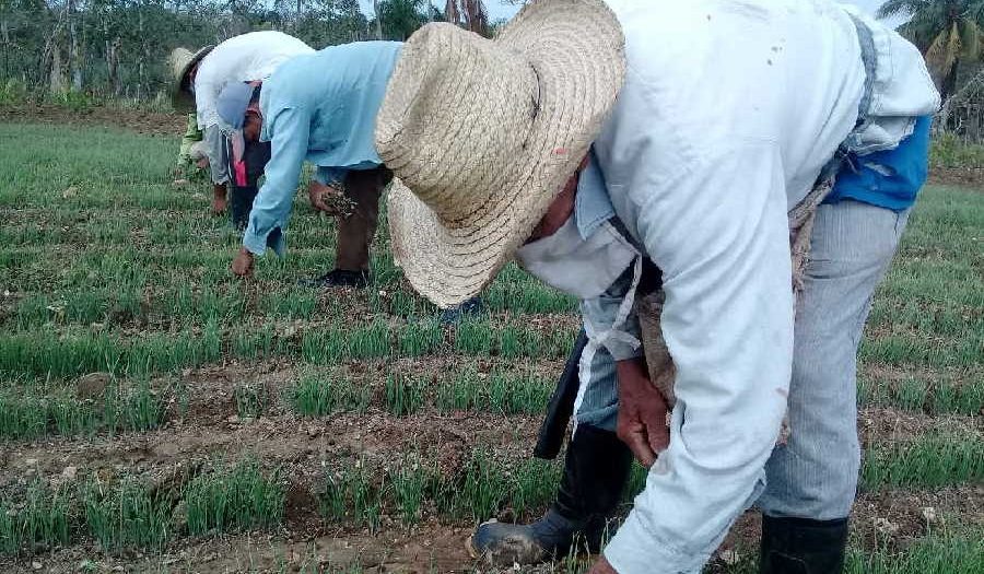 Coronavirus, agricultura, alimentos, Sancti Spíritus