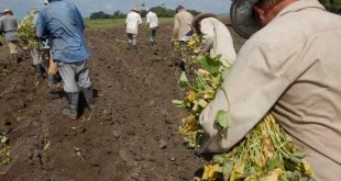 sancti spiritus, cabaiguan, cpa, anap, produccion de alimentos