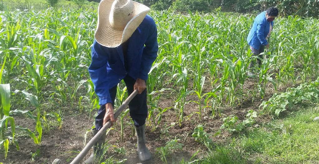 Agricultura, Yaguajay, tercera edad