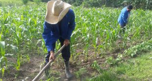 Agricultura, Yaguajay, tercera edad