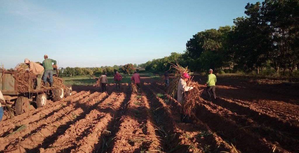 Jóvenes, Fidel Castro, Sancti Spíritus, La Sierpe