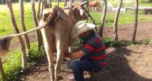 yaguajay, ganaderia, dia internacional de la juventud, venegas