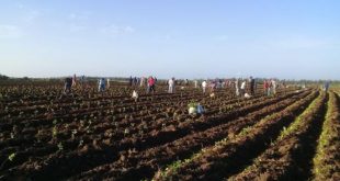 sancti spiritus, universidad de ciencias medicas, produccion de alimentos