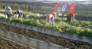 sancti spiritus, jovenes espirituanos, dia internacional de la juventud, produccion de alimentos, ujc, union de jovenes comunistas