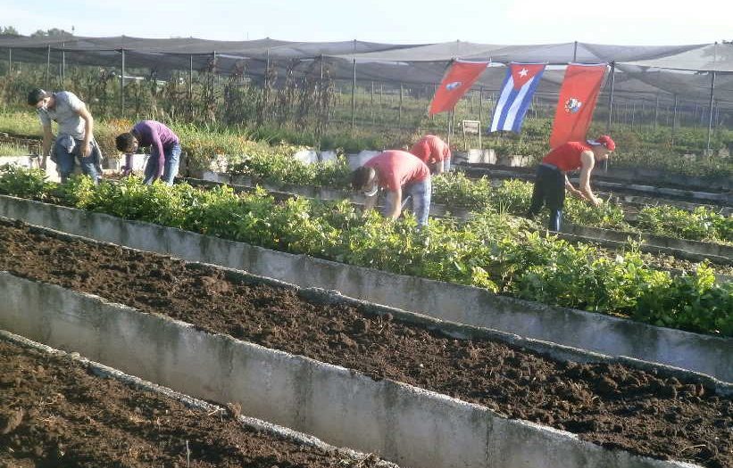 sancti spiritus, jovenes espirituanos, dia internacional de la juventud, produccion de alimentos, ujc, union de jovenes comunistas