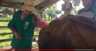 sancti spiritus, ganaderia , inseminacion artificial