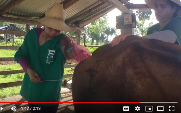 sancti spiritus, ganaderia , inseminacion artificial