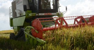 Sur del Jíbaro, Arroz, granos, La Sierpe